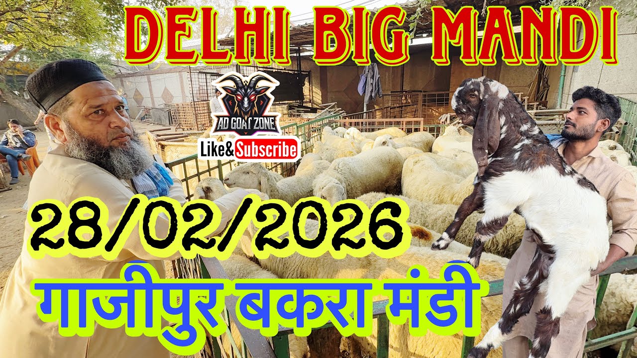 HOLI PAR HUI || GAZIPUR BAKRA MANDI || 28/02/2026 @ADGoatzone #viralvideo #gazipurbakramandi 