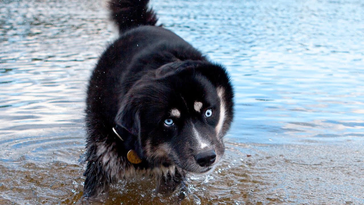 My Dog is Studying to be a Super Agent! The Funniest Moments With Husky Monty