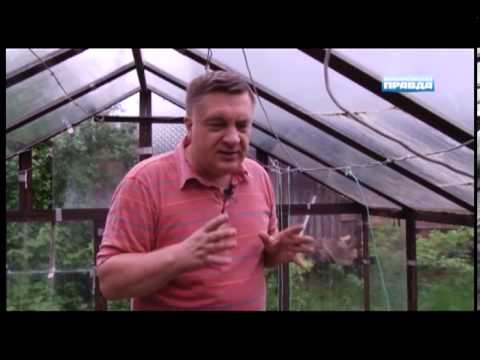 МОЯ ДАЧА — Томаты