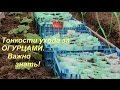 Тонкости ухода за огурцами.Важно знать!