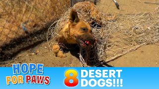 EIGHT desert dogs + police were called on us = it was intense!