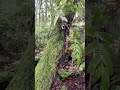 Drooping spleenwort (Asplenium flaccidum)