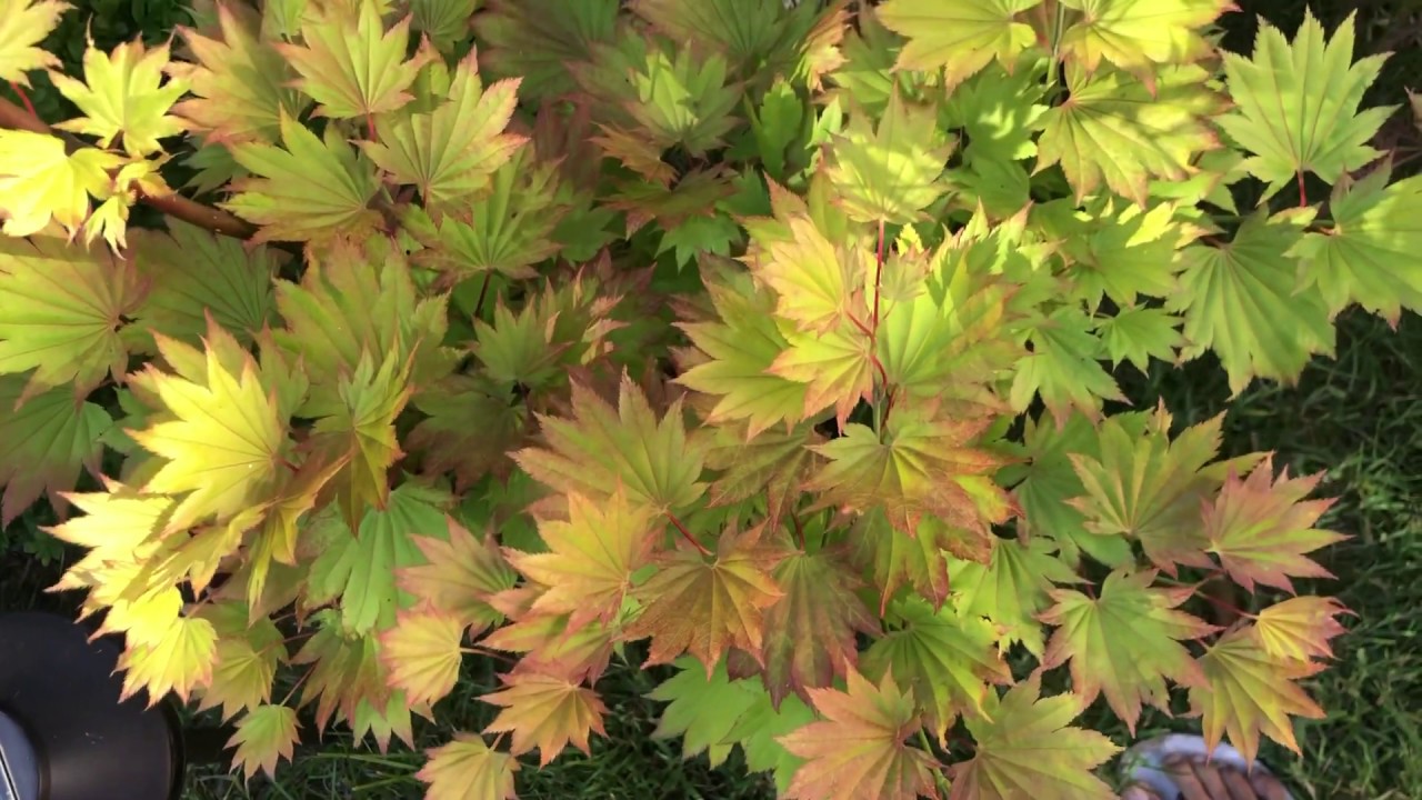 Japanese Acer Aureum. Difference between potted and planted on the ground