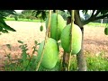 আম মাটিতে গড়া গড়ি খাচ্ছে || প্রথমবার ফলন এই গাছটিতে || Mango Fruit first time in this tree ||