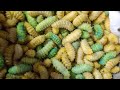 silk worms