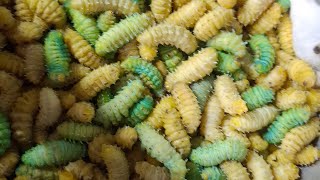 silk worms