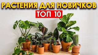 ЛУЧШИЕ цветы для твоего дома! С КАКОГО растения НАЧАТЬ свой зеленый путь?