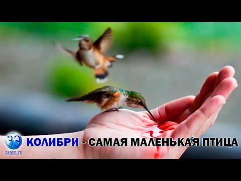 Колибри - самая маленькая птица на планете