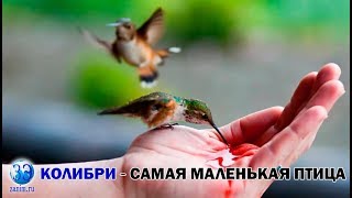 Серия 9. Колибри - самая маленькая птица на планете Серия 9. Колибри - самая маленькая птица на планете