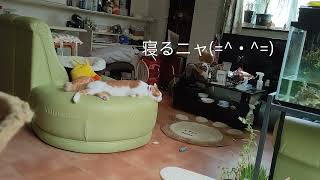 トムの日常　106　Tom's daily life　遊んでから寝るニャ(=^・^=)play then sleep　#猫 #猫日常 #猫おじさん