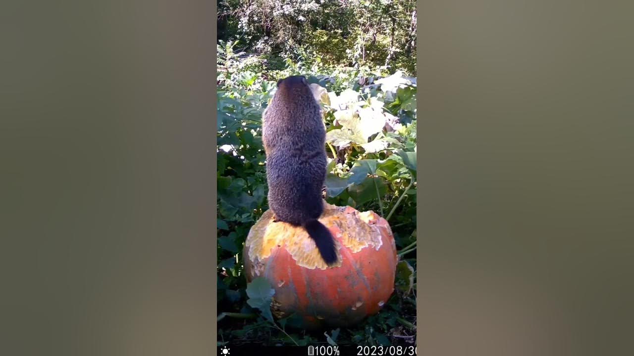 Groundhog eating my giant pumpkin. - YouTube