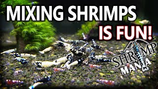 Mixing Caridina Shrimp is FUN!