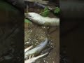 Dobel Strike Tajur Mancing Tajur Dobel Strike Tajur Mancing Tajur