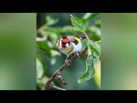 منتي رولمو كلاكلاك جيو منتي روبريز شخرة داوداو بدوة من تغريد قديم للحسون الجيجلي 