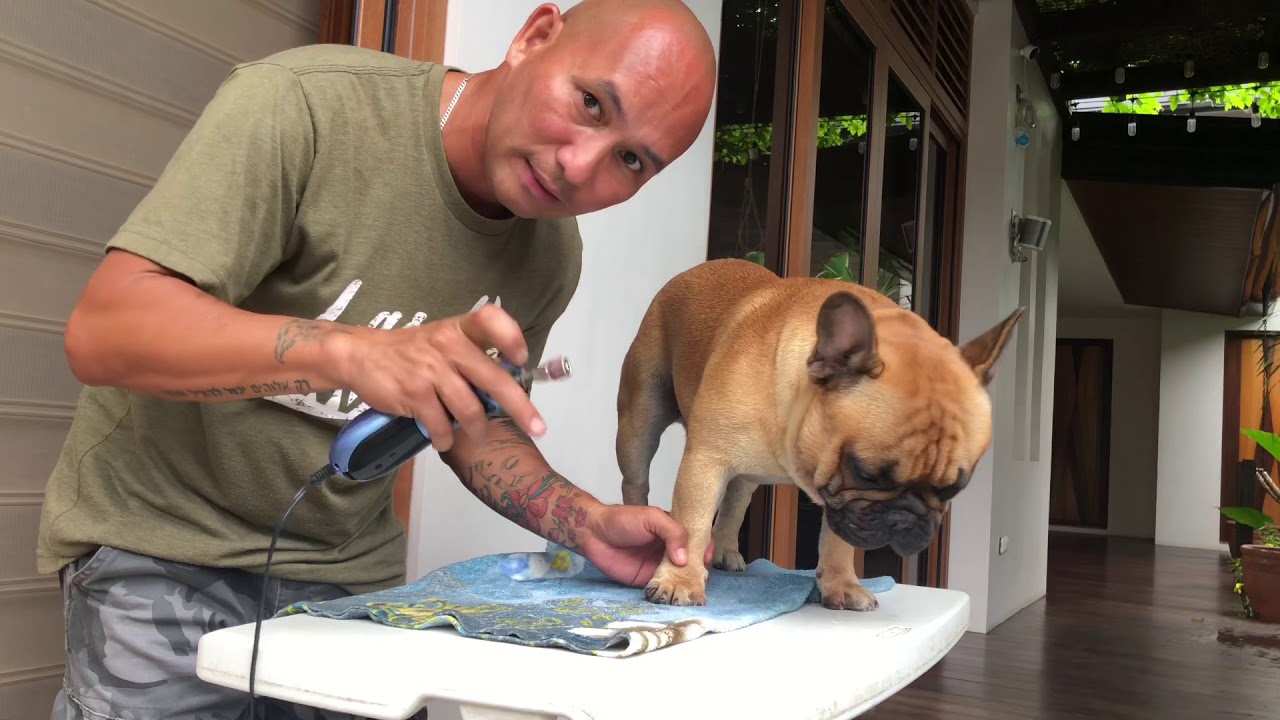 How to cut the nail of the FRENCH BULLDOG/ paano maggupit ng kuko ng
