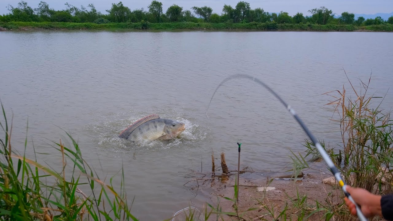 Cần Cong Gập Sát Nước – Cá Rô Phi Khủng Kéo Phăng Phăng | Câu Cá Hồi Hộp Đến Phút Cuối