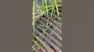 Hàng khủng rồi đen thui #shorts săn bắt theo máy cắt