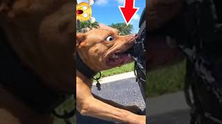 Download Lagu Funny ANIMAL Videos | Clips That End Too Soon MP3