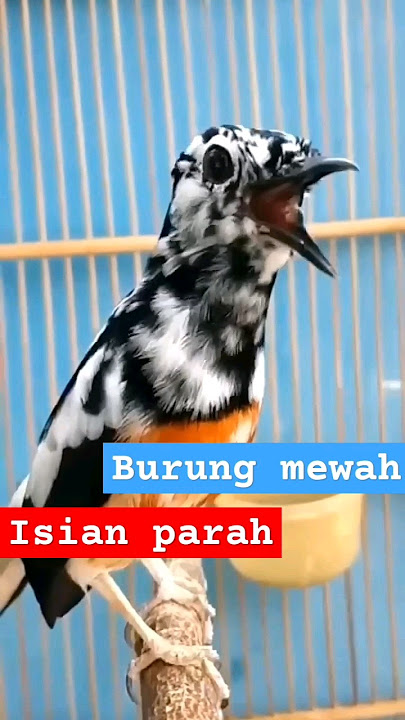 murai blorok gacor cor full isian, warna mewah isian parah