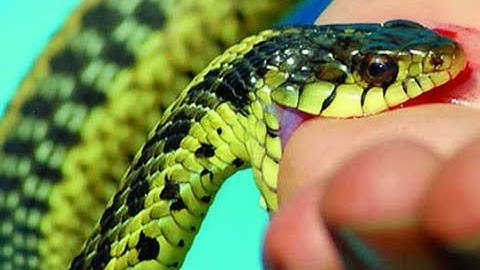 BÀI THUỐC TRỊ   RẮN ĐỘC CHÓ DẠI CẮN  chỉ Trong 1 Phút