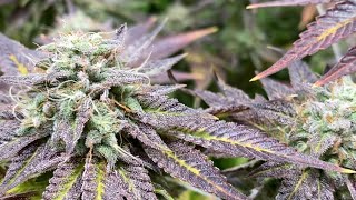 12 inch PORN STAR strain. (GROW TENT GURU ) video 26 season 6