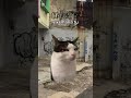 Curte pra parte 4 #naoflopa #gatos #capcut #shorts #memes #viralshorts #vaipraforyou