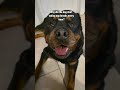 clock-work-pup 🤭⏳️#jokes #dadjokes #funny #dogs #rottweiler #puppy #sundayfunny