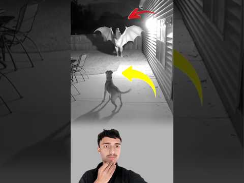 وكأن روحا مظلمة حاولت إرعاب الكلب لكن بدل أن يهرب واجهها بنباح كأنه تحد للغيب
