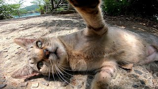 ゴロンゴロン伸び伸び　ホントに野良猫かよ⁉