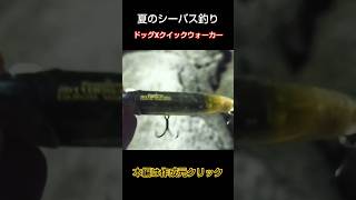 ドッグXクイックウォーカー釣れます‼️SHO  #シーバス #シーバスゲーム #シーバス釣り #夏のシーバス釣り#メガバス #トップウォーター #ペンシルベイト #ドッグX