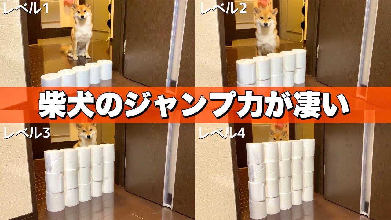トイレットペーパーチャレンジ 助走しない柴犬のジャンプ力が凄かった Youtube トイレットペーパーチャレンジ 助走しない柴犬のジャンプ力が凄かった Youtube