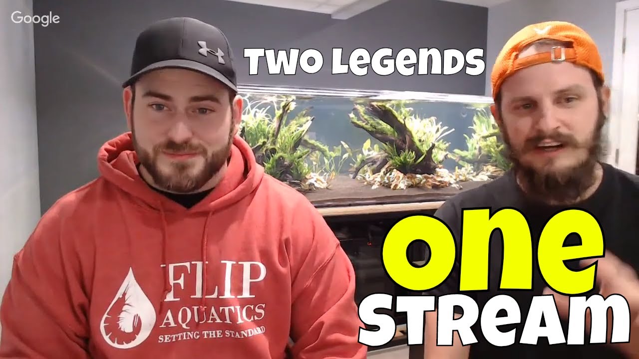 dwarf shrimp compatibility chart He Has over 300 Aquariums.. Why He Does It?