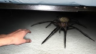 a SPIDER was creeping under my bed...