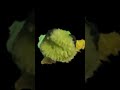 HEPPY TURTLE