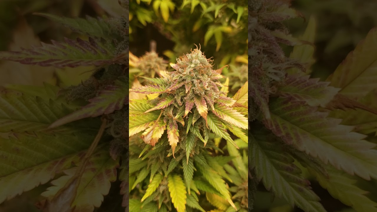 Crown Royale week 9 FLUSHING!!!