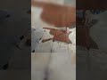 YouTube# shorts#lining cross# cut blouse # hands#  front part cuting#