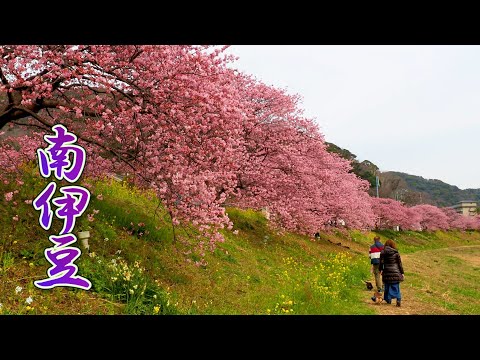 【Cherry Blossoms】 Dream Starter Of Kawazu-zakura Were Launched At Minami-Izu 南伊豆. #4K #みなみの桜と菜の花まつり