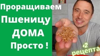 Sprouted Wheat Sprouts Sprouts Microgreens Immunity Vitgrass Recipe