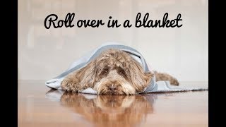 How to Train your dog to roll over in a blanket