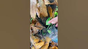 Trồng tiêu dây ác vì đám mê