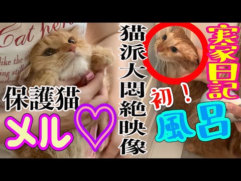 【猫派大悶絶!!】実家日記!! 保護猫メルちゃん初猫洗い。〜大脱走のち大天使〜