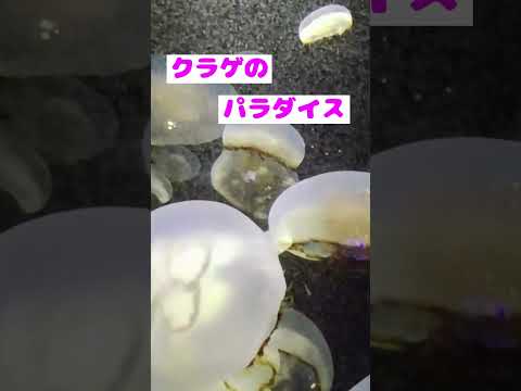 加茂水族館/山形県　癒しのクラゲをゆっくり鑑賞vlog