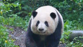 Grandpa Tan starts HeHua's day of work with apple & bamboo shoots shower