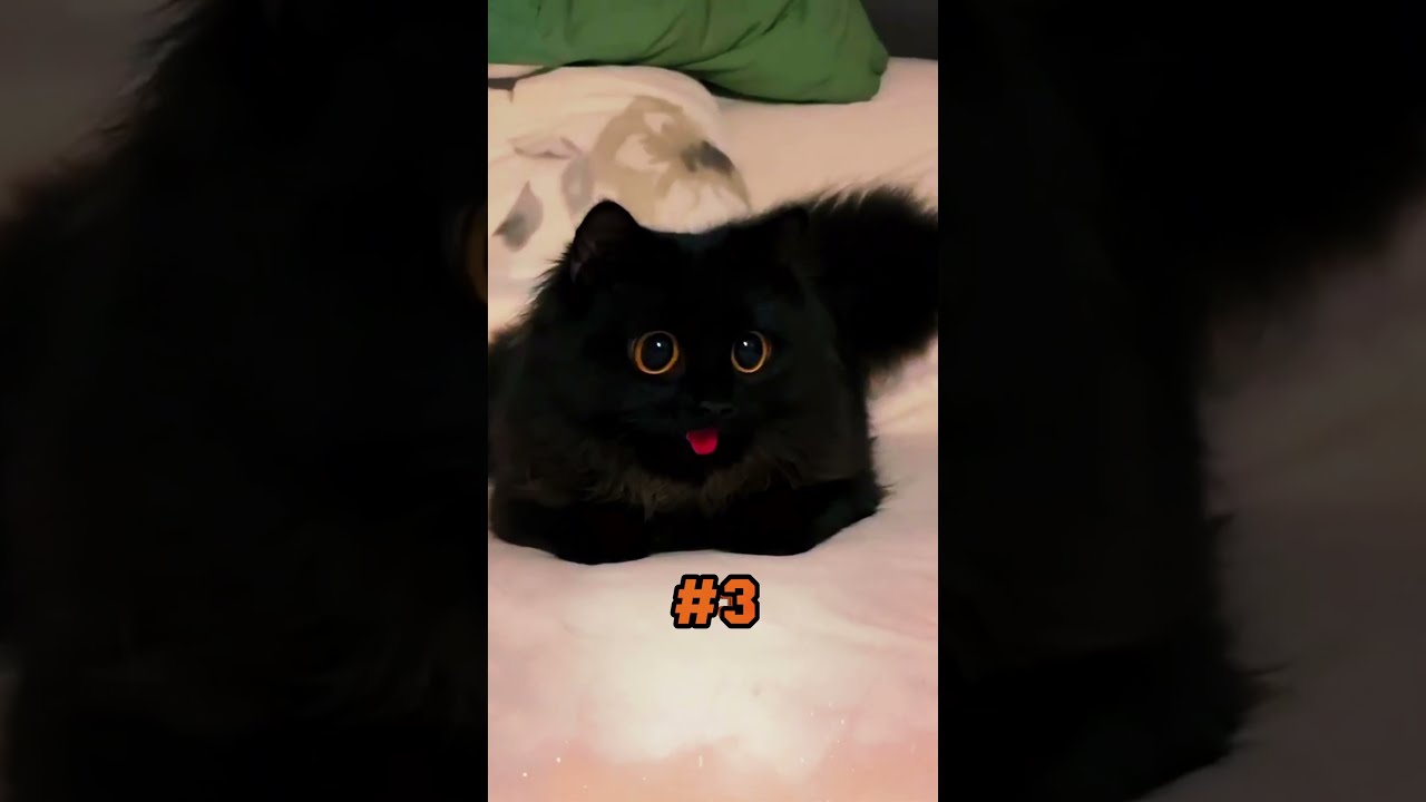 Amazing Facts About Black Cats