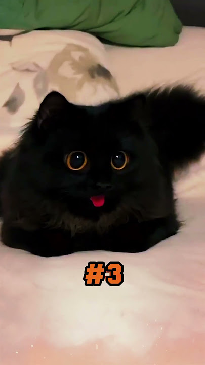 Amazing Facts About Black Cats