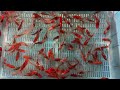 4-5" Bristol Shubunkin from Blue Ridge Koi