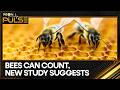 Scientists Say Bees Can Compare Quantities | WION Pulse