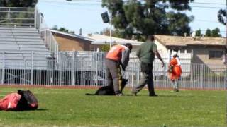 Rondo - French Ring Training - Defense Of Handler