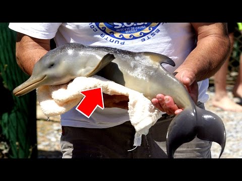 10 удивительных малоизвестных фактов про дельфинов. То что вы не знали про дельфинов