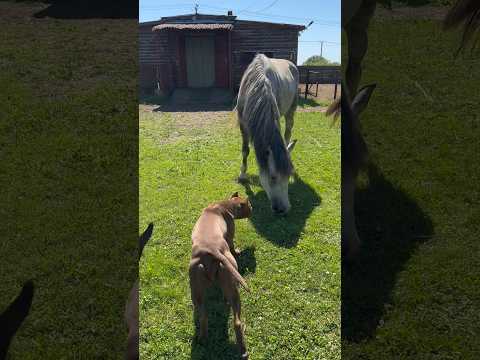 ПИТБУЛЬ…ЛОШАДИ…ДОБЕРМАН…КУРЫ…КОЗЛЫ…МЫ в ГОСТЯХ #shorts #dog #лошади
